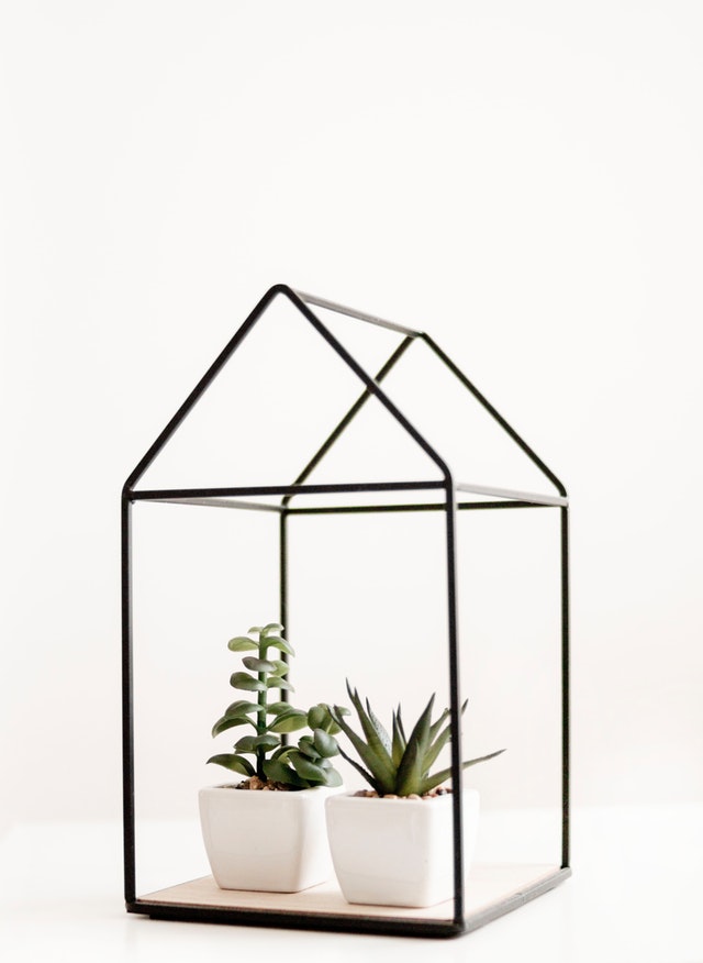 plants in glass house